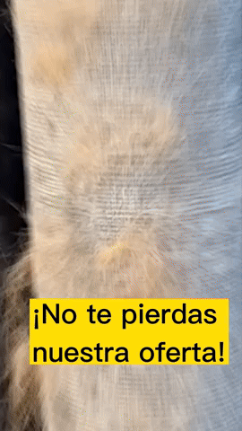 Encabezado